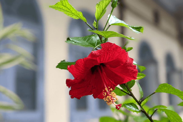 Hibiscus