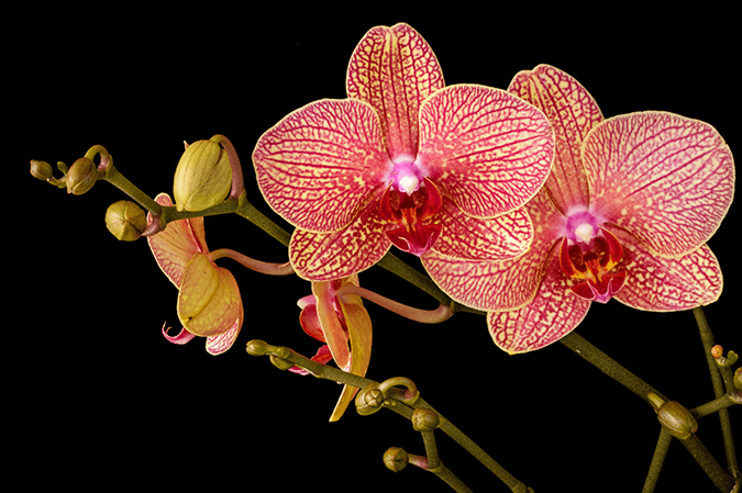 Orchid