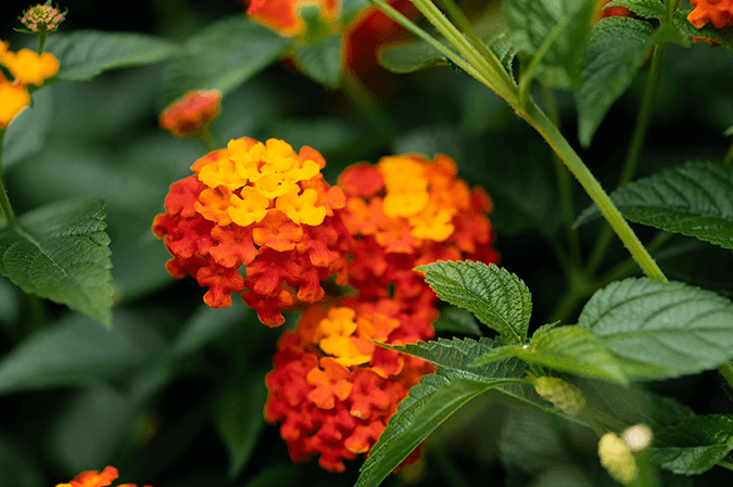 Lantanas