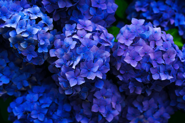 Hydrangea