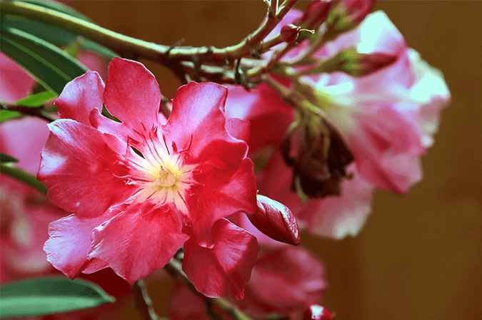 Oleander