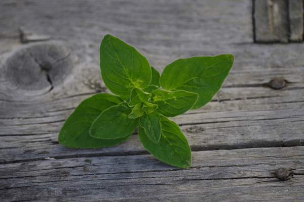 Oregano